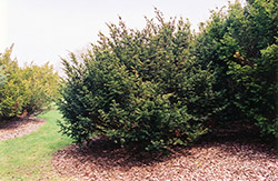 Kelsey Yew (Taxus x media 'Kelseyi') at A Very Successful Garden Center