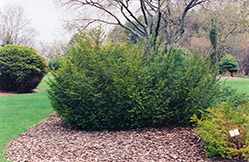Canadian Yew (Taxus canadensis) at A Very Successful Garden Center