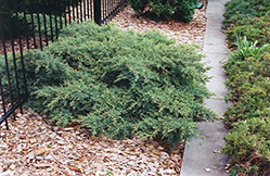 Nick's Compact Juniper (Juniperus x media 'Nick's Compact') at Lakeshore Garden Centres