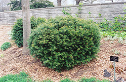Brown's Yew (Taxus x media 'Brownii') at A Very Successful Garden Center