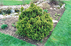 Sherwood Frost Arborvitae (Thuja occidentalis 'Sherwood Frost') at A Very Successful Garden Center