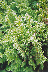 Sherwood Frost Arborvitae (Thuja occidentalis 'Sherwood Frost') at Lakeshore Garden Centres