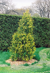 Golden Champion Arborvitae (Thuja occidentalis 'Golden Champion') at A Very Successful Garden Center