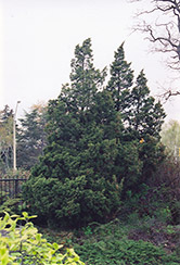 Ames Juniper (Juniperus chinensis 'Ames') at A Very Successful Garden Center