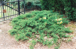 Green Sargent Juniper (Juniperus chinensis 'var. sargentii Viridis') at Stonegate Gardens