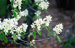 Common Serviceberry (Amelanchier oblongifolia) at Stonegate Gardens