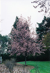 Colorata Mayday (Prunus padus 'Colorata') at Stonegate Gardens