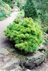 Vanderwolf's Green Globe White Pine (Pinus strobus 'Vanderwolf's Green Globe') at A Very Successful Garden Center