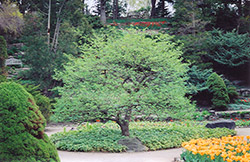Aldenhamensis Spindle Tree (Euonymus europaeus 'var. aldenhamensis') at A Very Successful Garden Center