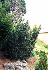 Captain Upright Yew (Taxus cuspidata 'Fastigiata') at A Very Successful Garden Center