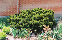 Dwarf Japanese Yew (Taxus cuspidata 'Nana') at Stonegate Gardens