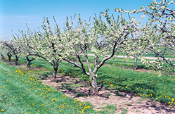 Verity Plum (Prunus 'Verity') at Lakeshore Garden Centres
