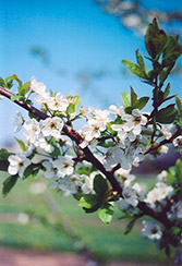 Shiro Plum (Prunus 'Shiro') at A Very Successful Garden Center