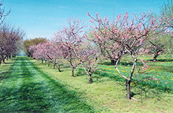 Apricot (Prunus armeniaca) at A Very Successful Garden Center
