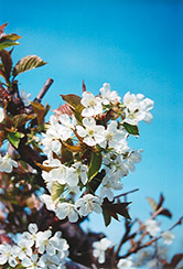Bing Cherry (Prunus avium 'Bing') at A Very Successful Garden Center