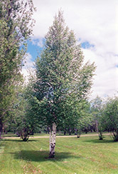 European Birch (Betula pendula) at A Very Successful Garden Center