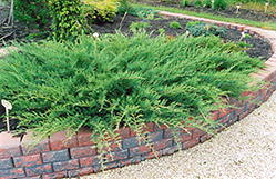 Blue Danube Juniper (Juniperus sabina 'Blue Danube') at A Very Successful Garden Center