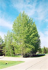 Prairie Sky Poplar (Populus 'Prairie Sky') at A Very Successful Garden Center