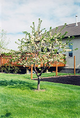 Evans Cherry (Prunus 'Evans') at A Very Successful Garden Center