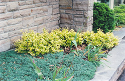 Sungold Wintercreeper (Euonymus fortunei 'Sungold') at Lakeshore Garden Centres
