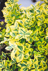Sungold Wintercreeper (Euonymus fortunei 'Sungold') at A Very Successful Garden Center