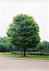 Scanlon Red Maple (Acer rubrum 'Scanlon') at Stonegate Gardens