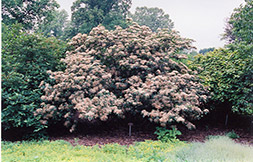 Oneida Viburnum (Viburnum 'Oneida') at Lakeshore Garden Centres