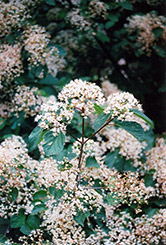 Oneida Viburnum (Viburnum 'Oneida') at Lakeshore Garden Centres