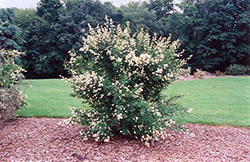 Cheyenne Common Privet (Ligustrum vulgare 'Cheyenne') at Stonegate Gardens
