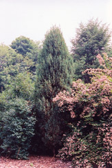 Gray Gleam Juniper (Juniperus scopulorum 'Gray Gleam') at A Very Successful Garden Center