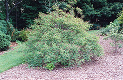 Indigo Bush (Amorpha fruticosa) at A Very Successful Garden Center