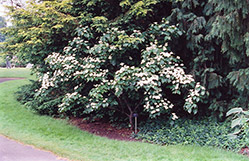 Southern Cross Chinese Dogwood (Cornus kousa 'Southern Cross') at Stonegate Gardens