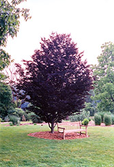 Rohan Purple Beech (Fagus sylvatica 'Rohanii') at A Very Successful Garden Center