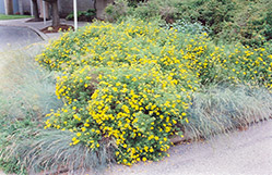 Goldfinger Potentilla (Potentilla fruticosa 'Goldfinger') at The Mustard Seed