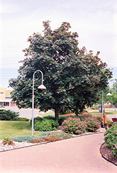 Deborah Norway Maple (Acer platanoides 'Deborah') at Lakeshore Garden Centres