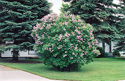 Charm Lilac (Syringa vulgaris 'Charm') at A Very Successful Garden Center