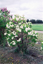 Gloire d'Aalsmeer Lilac (Syringa vulgaris 'Gloire d'Aalsmeer') at Stonegate Gardens