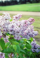 A.M. Brand Lilac (Syringa vulgaris 'A.M. Brand') at A Very Successful Garden Center