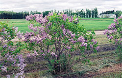 Swarthmore Lilac (Syringa x hyacinthiflora 'Swarthmore') at Stonegate Gardens
