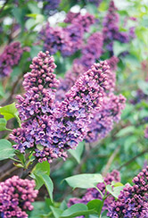 De Miribel Lilac (Syringa vulgaris 'De Miribel') at A Very Successful Garden Center