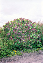 De Miribel Lilac (Syringa vulgaris 'De Miribel') at A Very Successful Garden Center