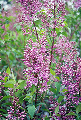 Saugeana Lilac (Syringa x chinensis 'Rubra') at A Very Successful Garden Center