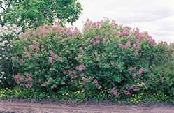 Saugeana Lilac (Syringa x chinensis 'Rubra') at Stonegate Gardens