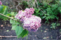 Charm Lilac (Syringa vulgaris 'Charm') at A Very Successful Garden Center