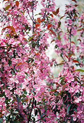 Shaughnessy Cohen Flowering Crab (Malus 'Shaughnessy Cohen') at Lakeshore Garden Centres