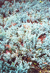 Dunvegan Blue Juniper (Juniperus horizontalis 'Dunvegan Blue') at A Very Successful Garden Center