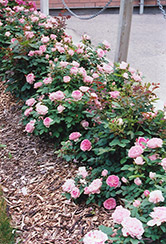 Prairie Joy Rose (Rosa 'Prairie Joy') at A Very Successful Garden Center