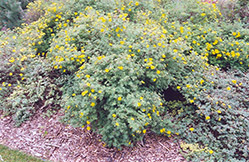 Yellow Gem Potentilla (Potentilla fruticosa 'Yellow Gem') at Stonegate Gardens