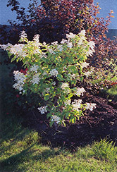 Praecox Hydrangea (Hydrangea paniculata 'Praecox') at A Very Successful Garden Center
