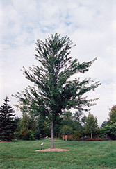 Wier's Cutleaf Silver Maple (Acer saccharinum 'Wieri') at A Very Successful Garden Center
